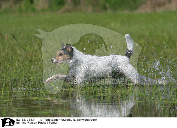 rennender Parson Russell Terrier / running Parson Russell Terrier / SS-03831