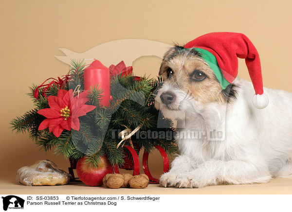 Parson Russell Terrier als Weihnachtsmann / Parson Russell Terrier as Christmas Dog / SS-03853