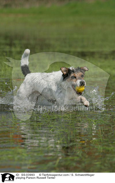 Parson Russell Terrier spielt mit Ball / playing Parson Russell Terrier / SS-03993