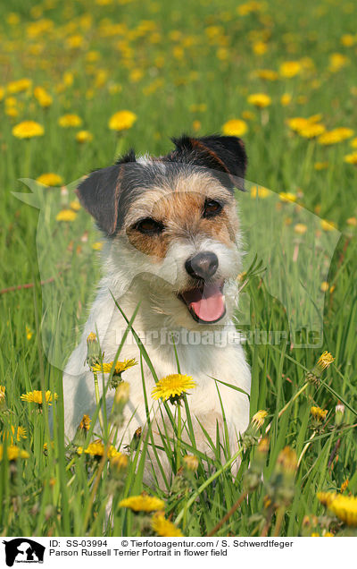 Parson Russell Terrier auf Blumenwiese / Parson Russell Terrier Portrait in flower field / SS-03994