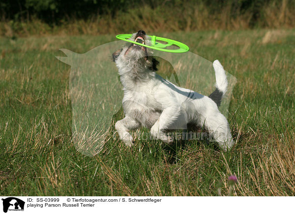 spielender Parson Russell Terrier / playing Parson Russell Terrier / SS-03999