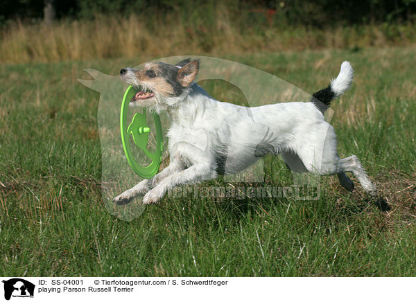 spielender Parson Russell Terrier / playing Parson Russell Terrier / SS-04001