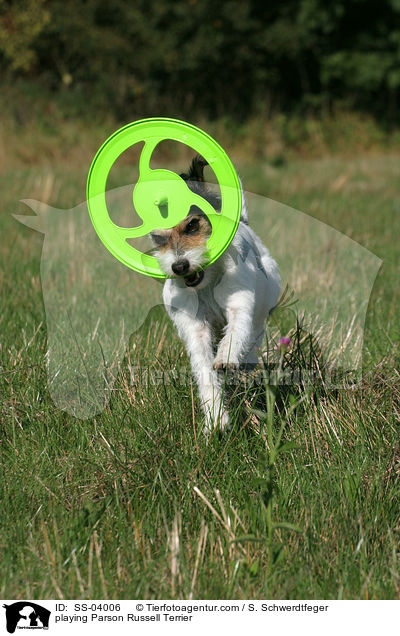 spielender Parson Russell Terrier / playing Parson Russell Terrier / SS-04006