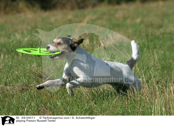 Parson Russell Terrier spielt mit Frisbee / playing Parson Russell Terrier / SS-04011