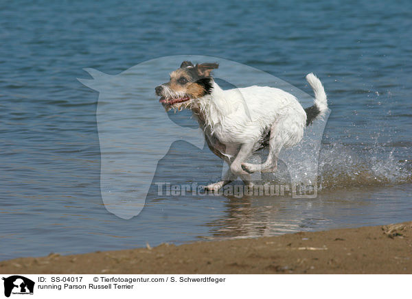 rennender Parson Russell Terrier / running Parson Russell Terrier / SS-04017