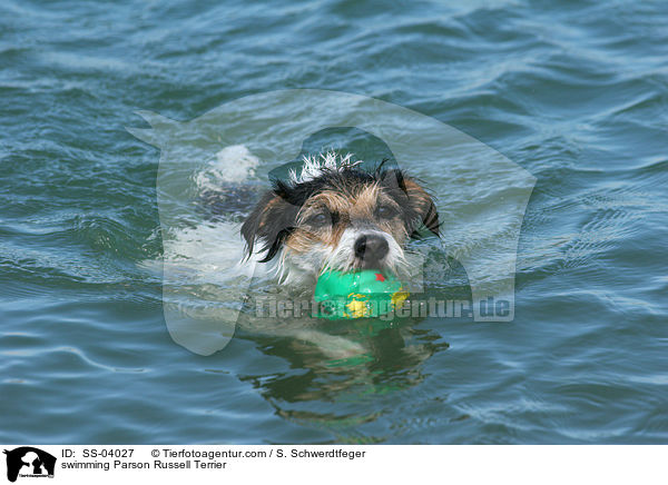 schwimmender Parson Russell Terrier / swimming Parson Russell Terrier / SS-04027