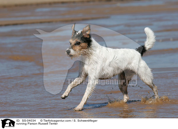 rennender Parson Russell Terrier / running Parson Russell Terrier / SS-04034