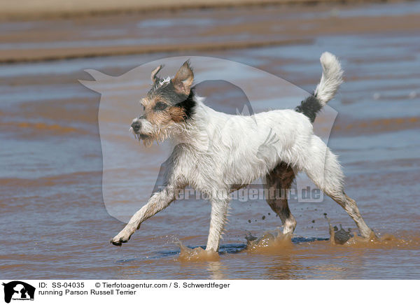 rennender Parson Russell Terrier / running Parson Russell Terrier / SS-04035