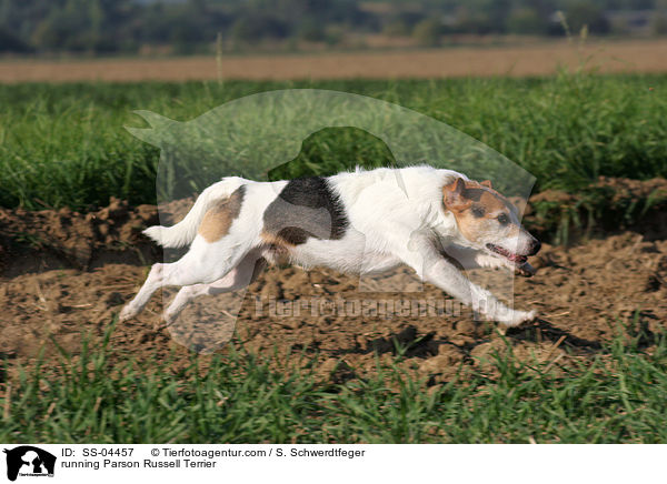 rennender Parson Russell Terrier / running Parson Russell Terrier / SS-04457