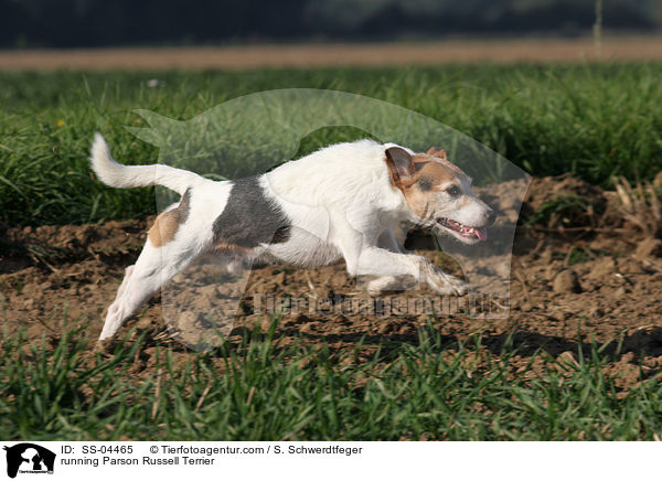 running Parson Russell Terrier / SS-04465