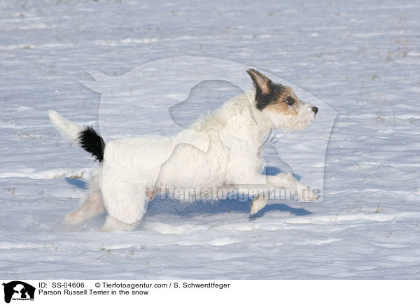 Parson Russell Terrier im Schnee / Parson Russell Terrier in the snow / SS-04606