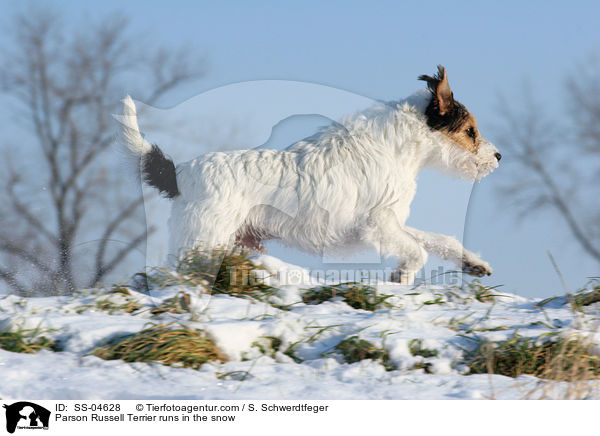 Parson Russell Terrier rennt im Schnee / Parson Russell Terrier runs in the snow / SS-04628