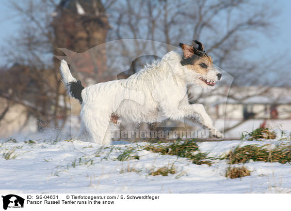 Parson Russell Terrier rennt im Schnee / Parson Russell Terrier runs in the snow / SS-04631