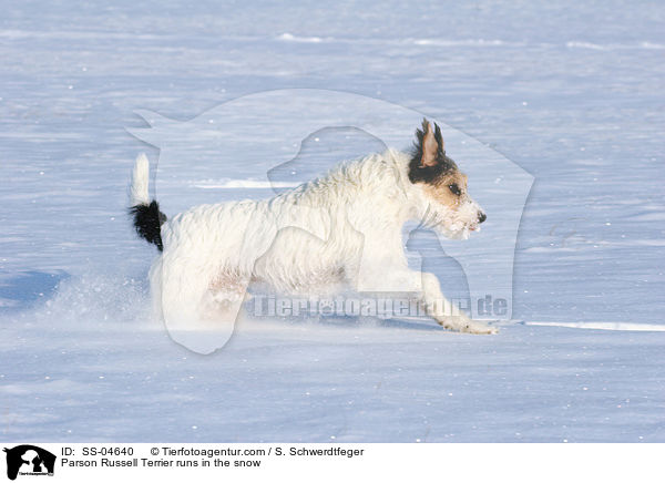 Parson Russell Terrier rennt im Schnee / Parson Russell Terrier runs in the snow / SS-04640