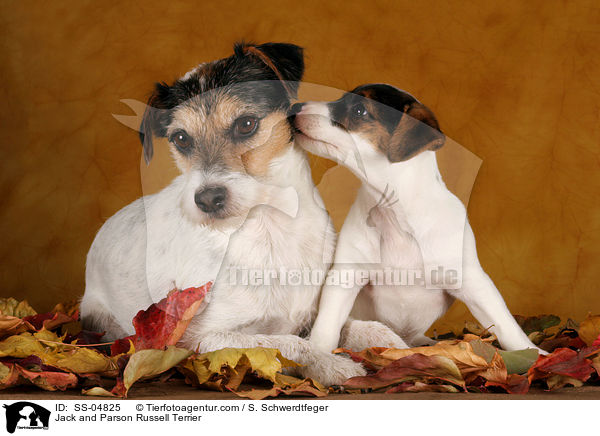 Jack und Parson Russell Terrier / Jack and Parson Russell Terrier / SS-04825