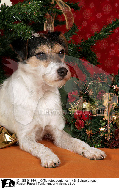 Parson Russell Terrier unterm Weihnachtsbaum / Parson Russell Terrier under christmas tree / SS-04846