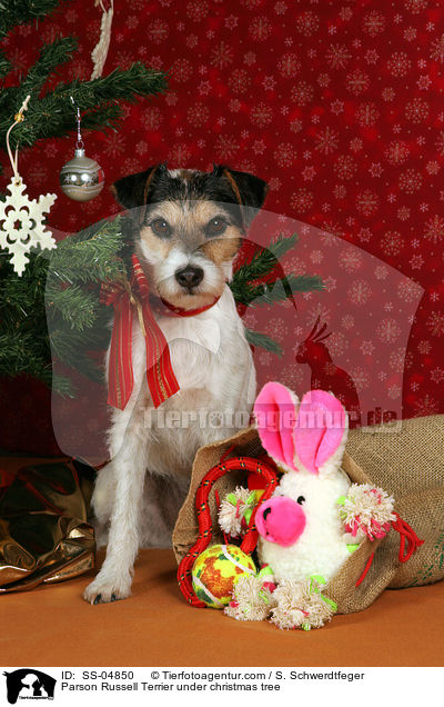 Parson Russell Terrier unterm Weihnachtsbaum / Parson Russell Terrier under christmas tree / SS-04850