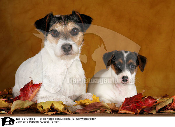 Jack und Parson Russell Terrier / Jack and Parson Russell Terrier / SS-04854