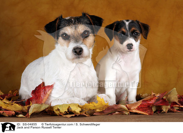 Jack und Parson Russell Terrier / Jack and Parson Russell Terrier / SS-04855