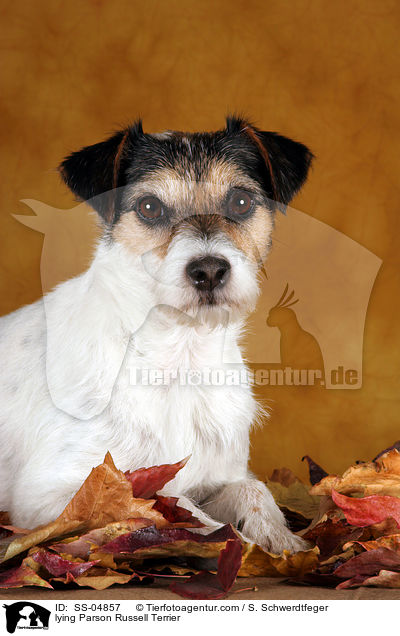 liegender Parson Russell Terrier / lying Parson Russell Terrier / SS-04857