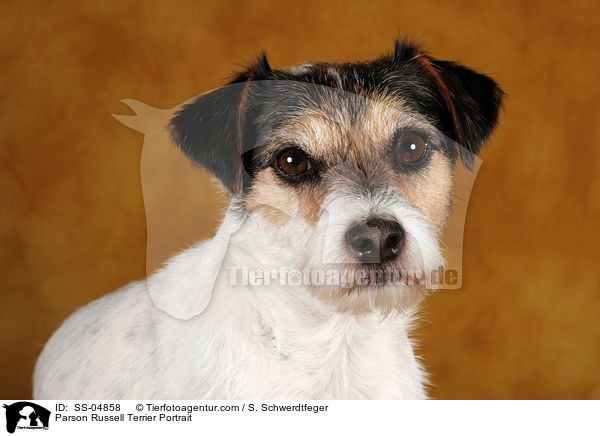 Parson Russell Terrier Portrait / Parson Russell Terrier Portrait / SS-04858