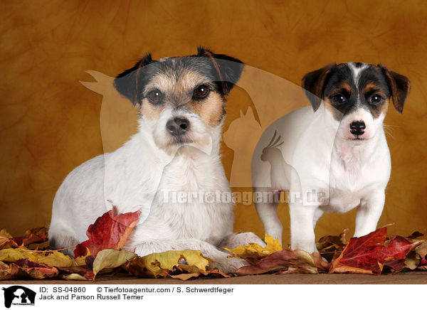 Jack und Parson Russell Terrier / Jack and Parson Russell Terrier / SS-04860