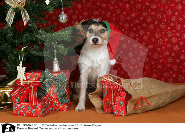 Parson Russell Terrier unterm Weihnachtsbaum / Parson Russell Terrier under christmas tree / SS-04886