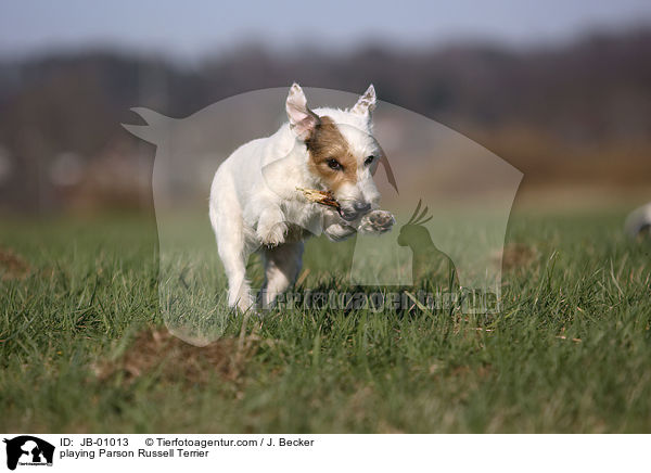 spielender Parson Russell Terrier / playing Parson Russell Terrier / JB-01013