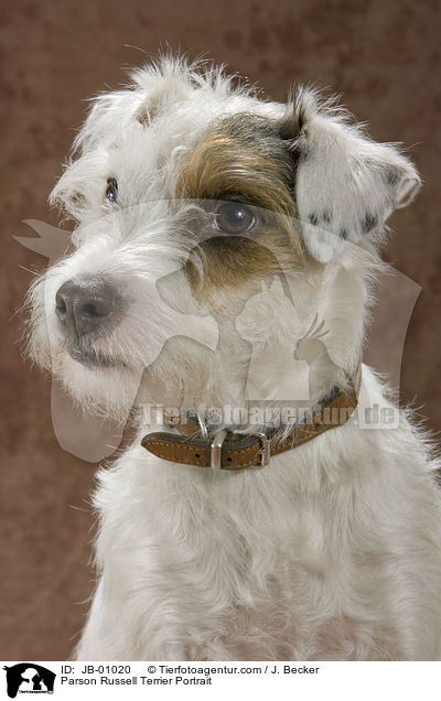 Parson Russell Terrier Portrait / Parson Russell Terrier Portrait / JB-01020