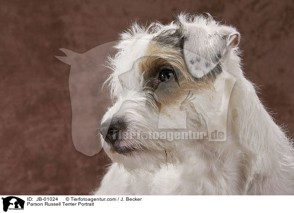 Parson Russell Terrier Portrait / Parson Russell Terrier Portrait / JB-01024