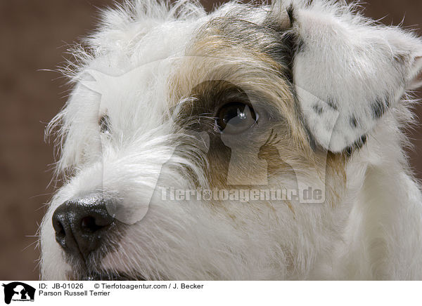 Parson Russell Terrier / Parson Russell Terrier / JB-01026