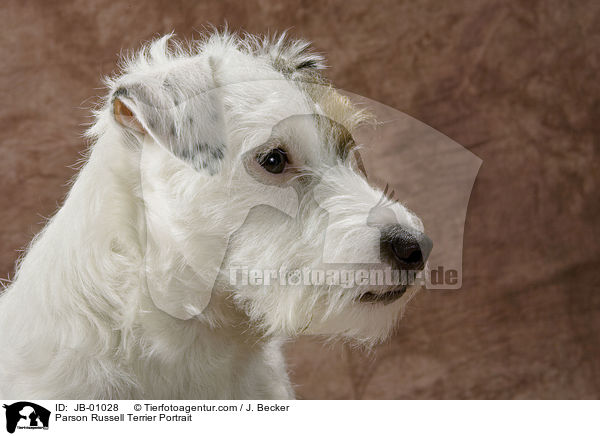 Parson Russell Terrier Portrait / Parson Russell Terrier Portrait / JB-01028