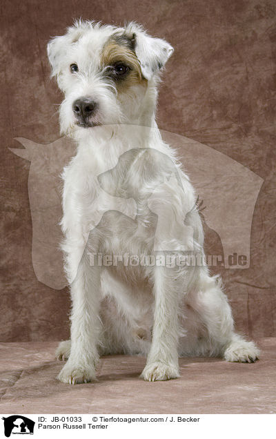 Parson Russell Terrier / Parson Russell Terrier / JB-01033