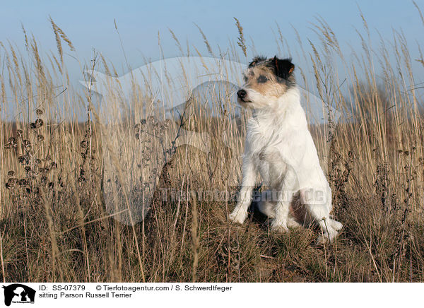 sitzender Parson Russell Terrier / sitting Parson Russell Terrier / SS-07379