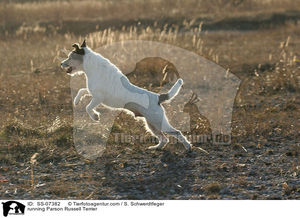 rennender Parson Russell Terrier / running Parson Russell Terrier / SS-07382