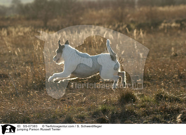 springender Parson Russell Terrier / jumping Parson Russell Terrier / SS-07383