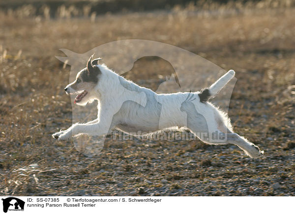 rennender Parson Russell Terrier / running Parson Russell Terrier / SS-07385