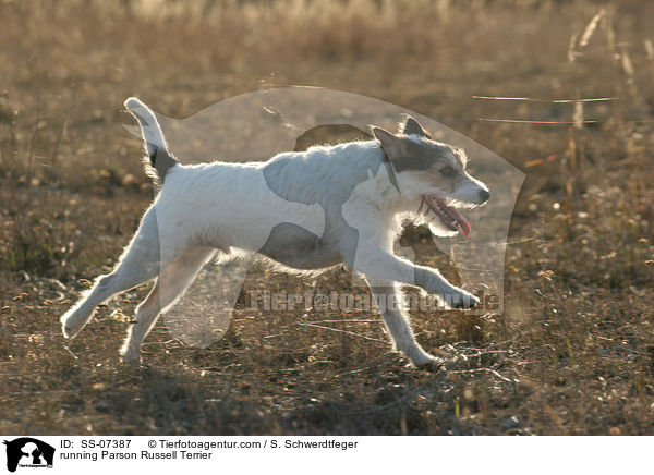 rennender Parson Russell Terrier / running Parson Russell Terrier / SS-07387