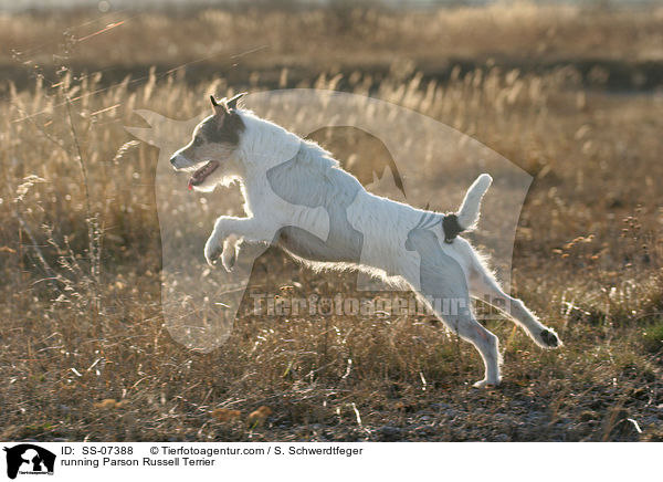 rennender Parson Russell Terrier / running Parson Russell Terrier / SS-07388