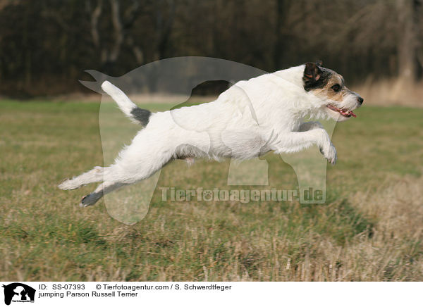 springender Parson Russell Terrier / jumping Parson Russell Terrier / SS-07393