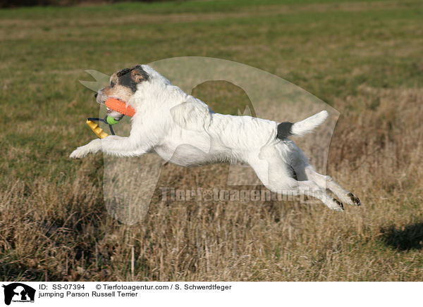 springender Parson Russell Terrier / jumping Parson Russell Terrier / SS-07394