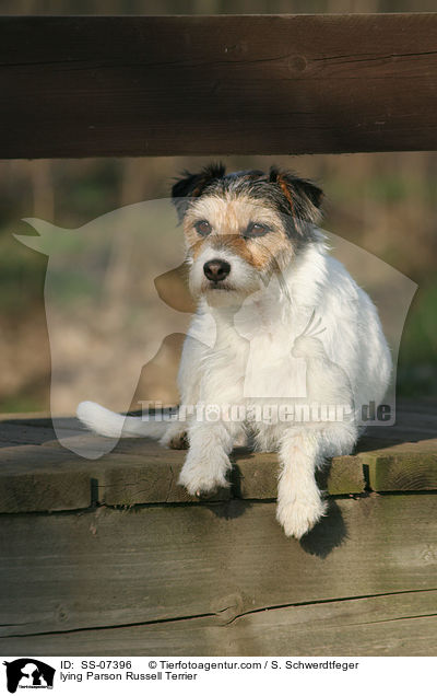 liegender Parson Russell Terrier / lying Parson Russell Terrier / SS-07396