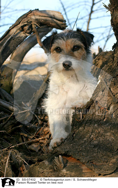 Parson Russell Terrier auf Baumwurzel / Parson Russell Terrier on tree root / SS-07402