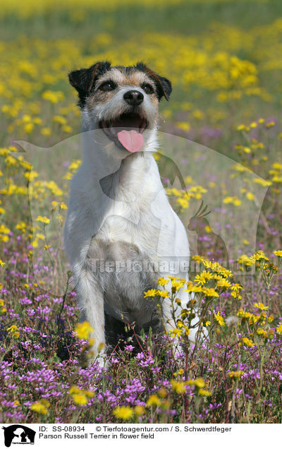 Parson Russell Terrier auf Blumenwiese / Parson Russell Terrier in flower field / SS-08934