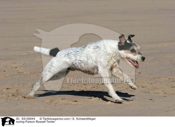 rennender Parson Russell Terrier / runing Parson Russell Terrier / SS-08944