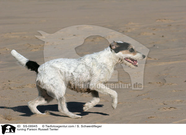 rennender Parson Russell Terrier / runing Parson Russell Terrier / SS-08945