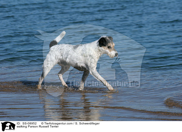 laufender Parson Russell Terrier / walking Parson Russell Terrier / SS-08952