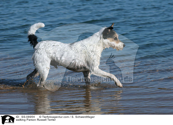 laufender Parson Russell Terrier / walking Parson Russell Terrier / SS-08954