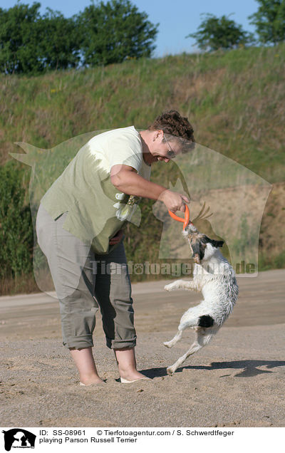 spielender Parson Russell Terrier / playing Parson Russell Terrier / SS-08961