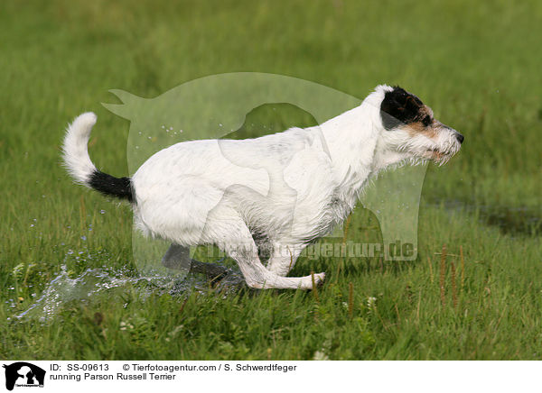 rennender Parson Russell Terrier / running Parson Russell Terrier / SS-09613